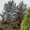Platycladus orientalis, habit