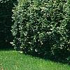 Thuja plicata, habit