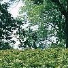 Thuja plicata, habit