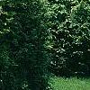 Thuja plicata, habit