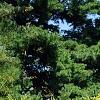 Cupressus nootkatensis 'Aureovariegata', habit