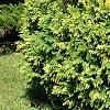 Cupressus nootkatensis 'Aureovariegata', habit