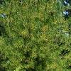 Cupressus nootkatensis 'Aureovariegata', habit