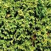 Cupressus nootkatensis 'Aureovariegata', habit
