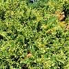 Cupressus nootkatensis 'Aureovariegata', habit