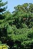 Cupressus nootkatensis 'Aureovariegata', habit