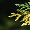 Cupressus nootkatensis 'Aureovariegata', leaves