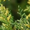 Cupressus nootkatensis 'Aureovariegata', leaves