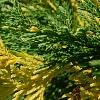 Cupressus nootkatensis 'Aureovariegata', leaves