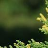 Cupressus nootkatensis 'Aureovariegata', leaves