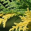 Cupressus nootkatensis 'Aureovariegata', leaves