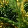 Cupressus nootkatensis 'Aureovariegata', leaves