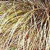 Carex buchananii, habit