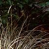Carex buchananii, habit