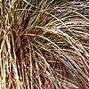 Carex buchananii, habit