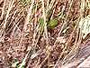 Carex buchananii, habit