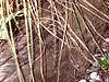 Carex buchananii, habit