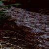 Carex buchananii, habit