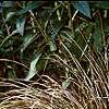Carex buchananii, habit