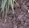 Carex conica 'Hime Kansugi', habit