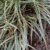 Carex conica 'Hime Kansugi', habit