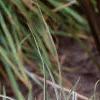 Carex conica 'Hime Kansugi', habit
