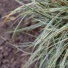 Carex conica 'Hime Kansugi', habit