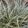 Carex conica 'Hime Kansugi', habit