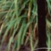 Carex conica 'Hime Kansugi', habit