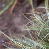 Carex conica 'Hime Kansugi', habit