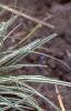 Carex conica 'Hime Kansugi', habit