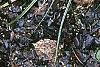 Carex conica 'Snowline', habit