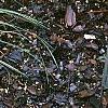 Carex conica 'Snowline', habit