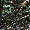 Carex conica 'Snowline', habit