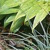 Carex conica 'Snowline', habit