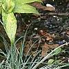 Carex conica 'Snowline', habit