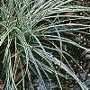 Carex conica 'Snowline', habit