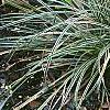Carex conica 'Snowline', habit