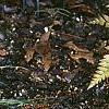 Carex conica 'Snowline', habit