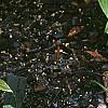 Carex conica 'Snowline', habit