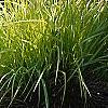 Carex elata 'Bowle's Golden', habit