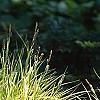Carex elata 'Bowle's Golden', habit