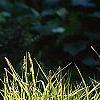 Carex elata 'Bowle's Golden', habit