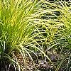 Carex elata 'Bowle's Golden', habit