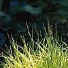 Carex elata 'Bowle's Golden', habit