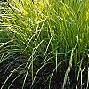 Carex elata 'Bowle's Golden', habit