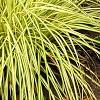 Carex 'Grasshopper', habit