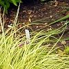 Carex 'Grasshopper', habit