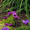 Carex 'Grasshopper', habit