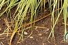 Carex 'Grasshopper', habit